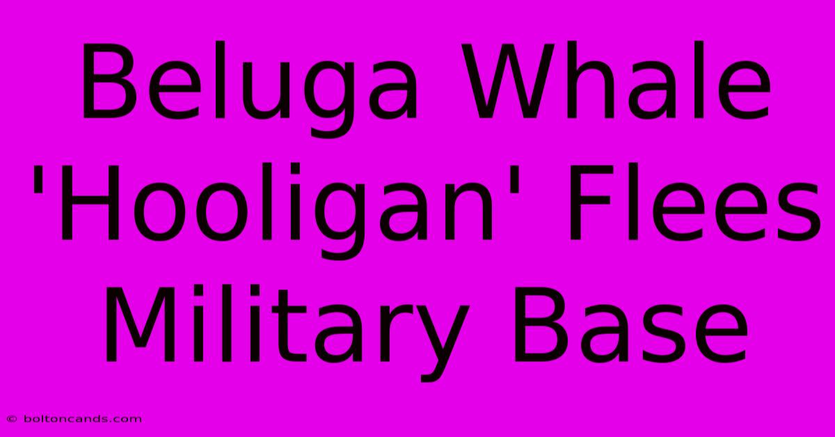 Beluga Whale 'Hooligan' Flees Military Base