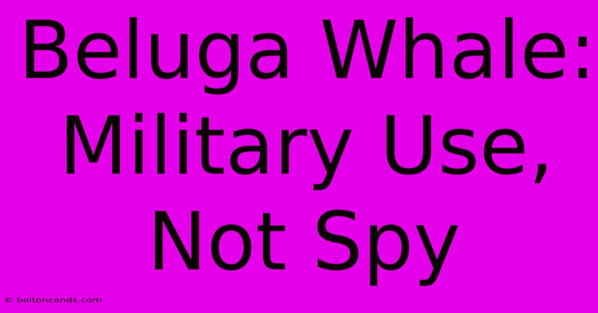 Beluga Whale: Military Use, Not Spy 