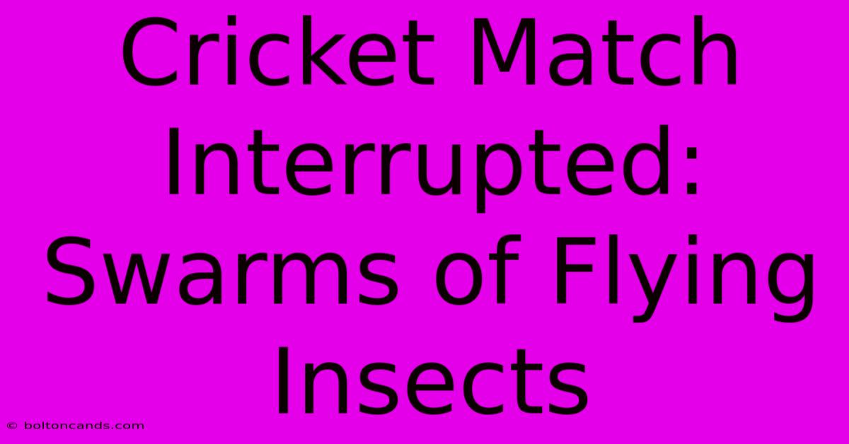 Cricket Match Interrupted: Swarms Of Flying Insects