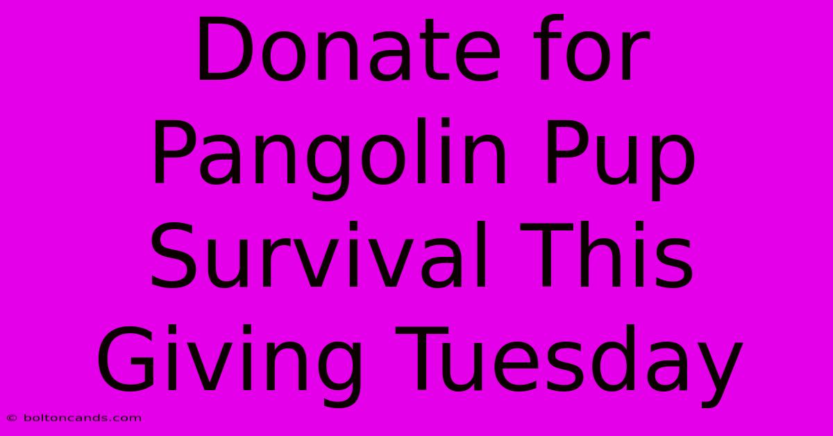 Donate For Pangolin Pup Survival This Giving Tuesday