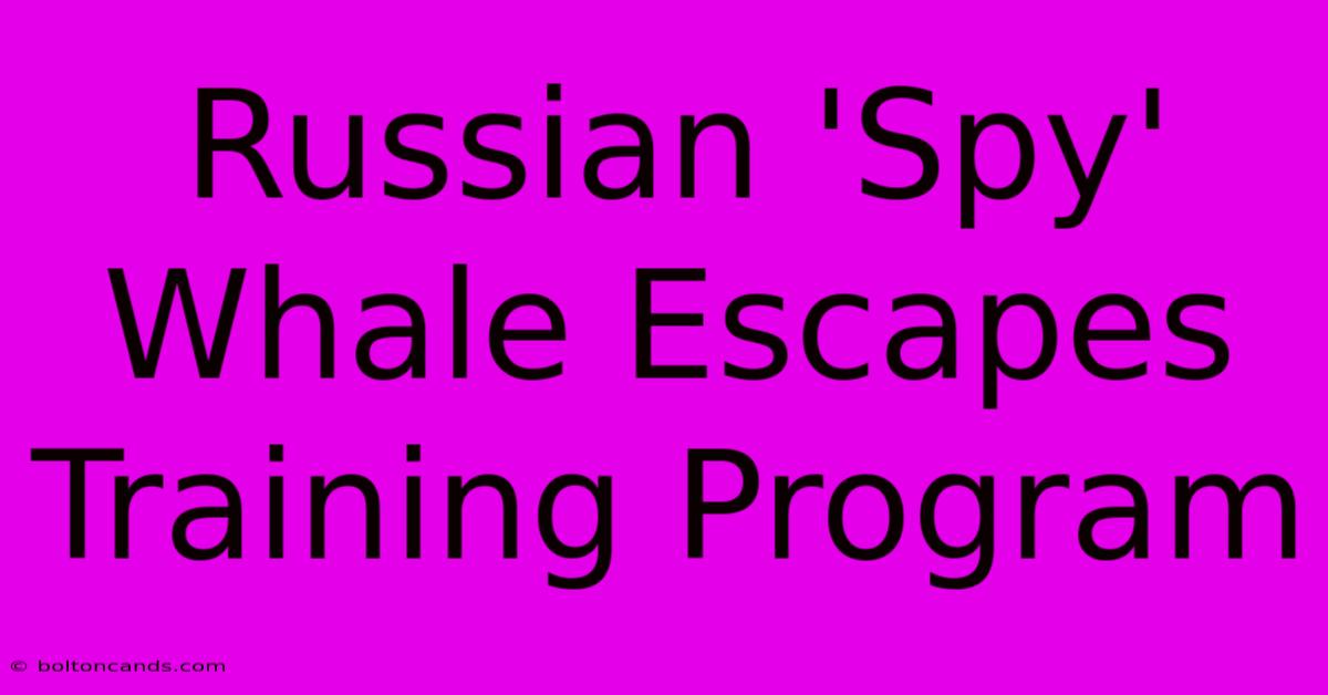 Russian 'Spy' Whale Escapes Training Program