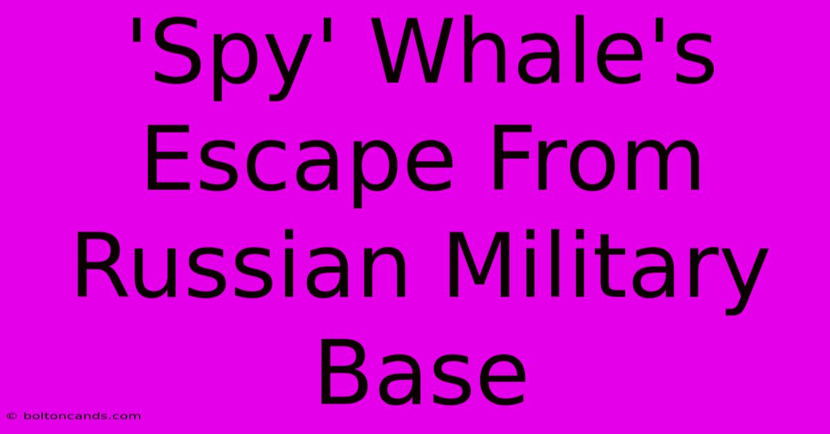 'Spy' Whale's Escape From Russian Military Base 