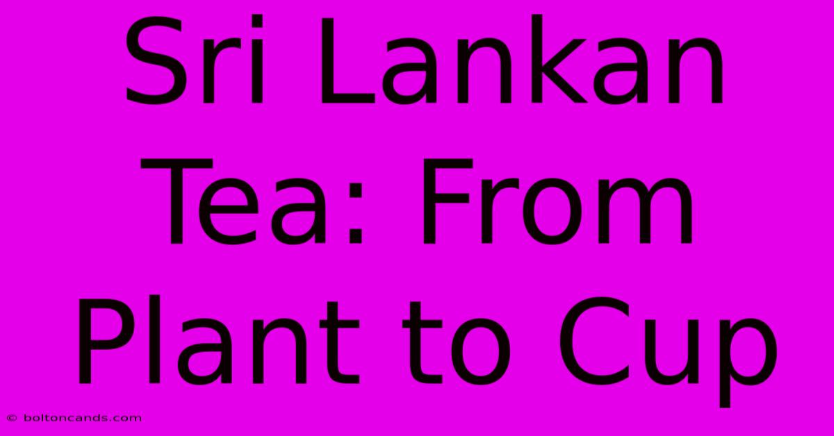 Sri Lankan Tea: From Plant To Cup