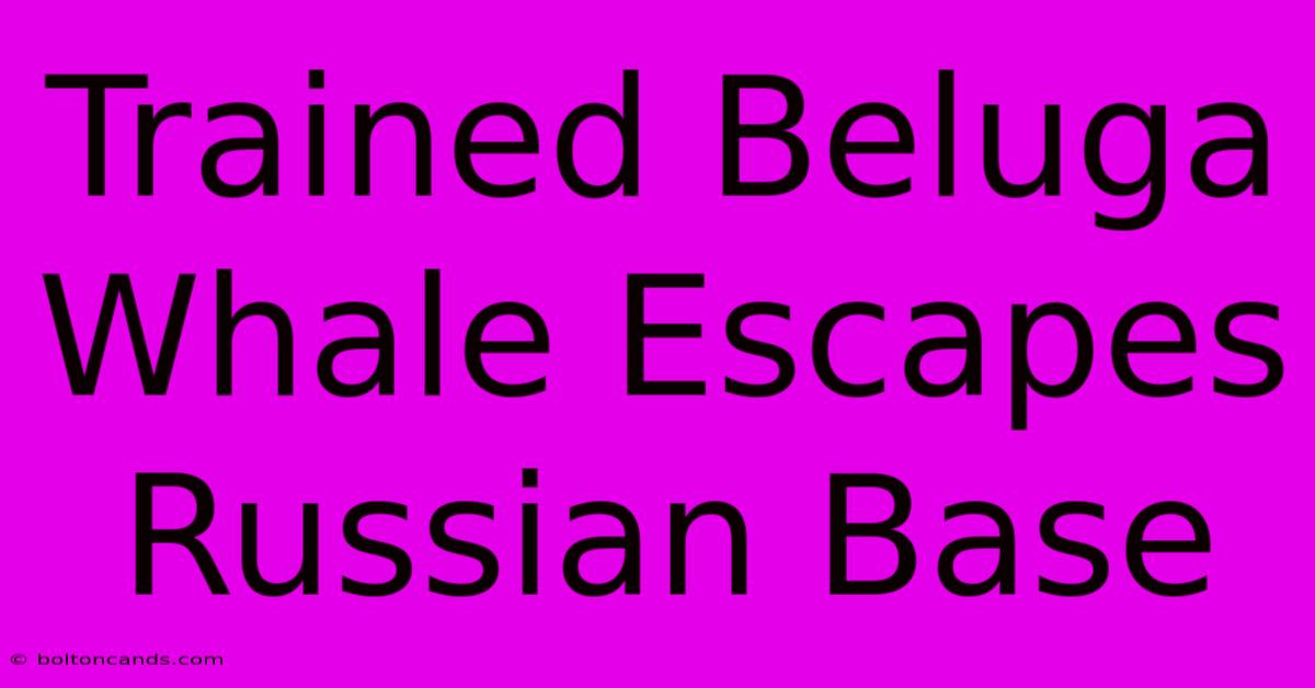 Trained Beluga Whale Escapes Russian Base